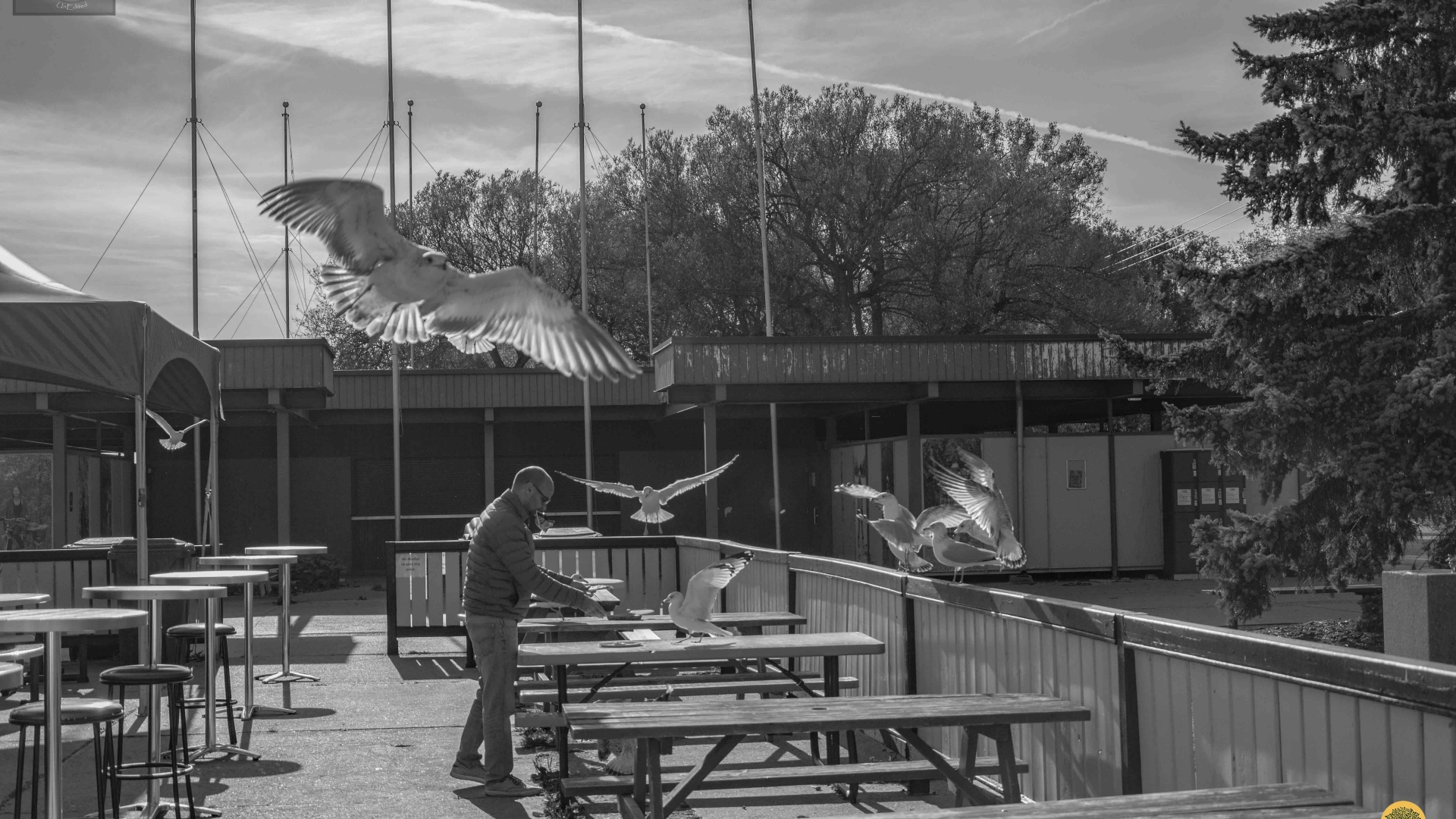 Feeding-the-seagulls