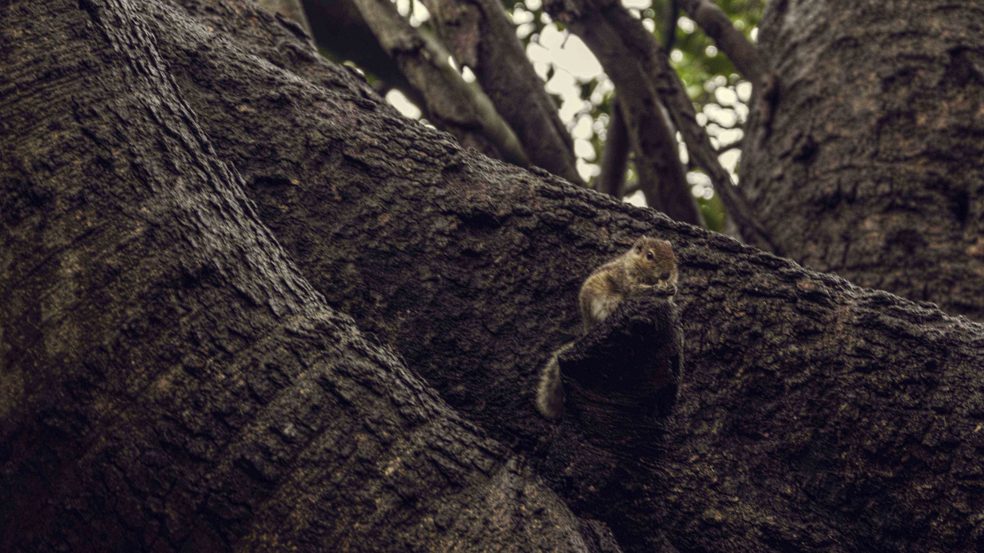 Overlay-of-a-squirrel