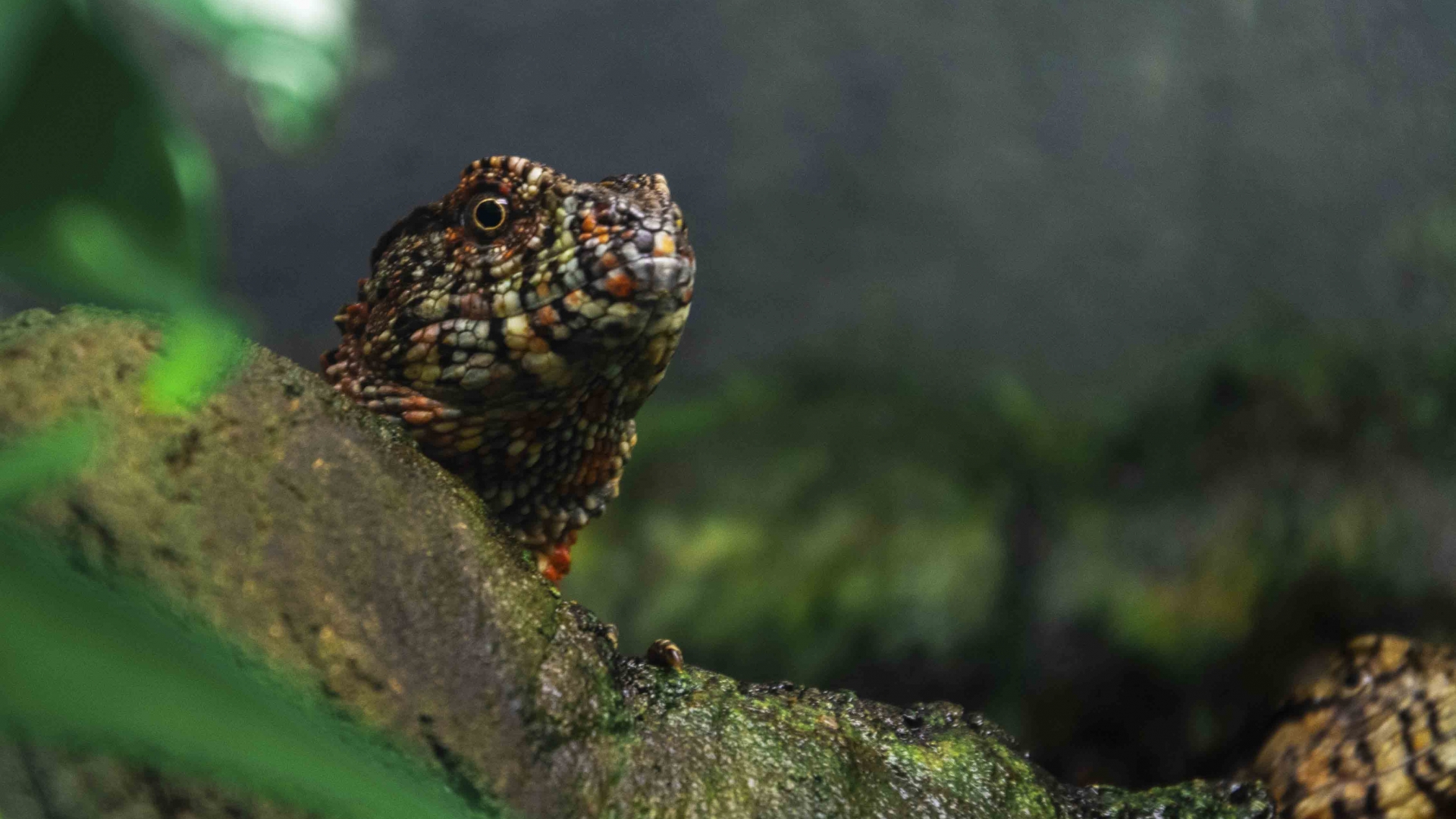 Lizard-at-Toronto-Zoo