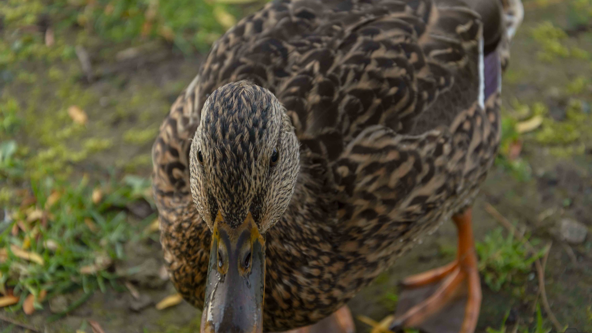 An-Angry-Duck