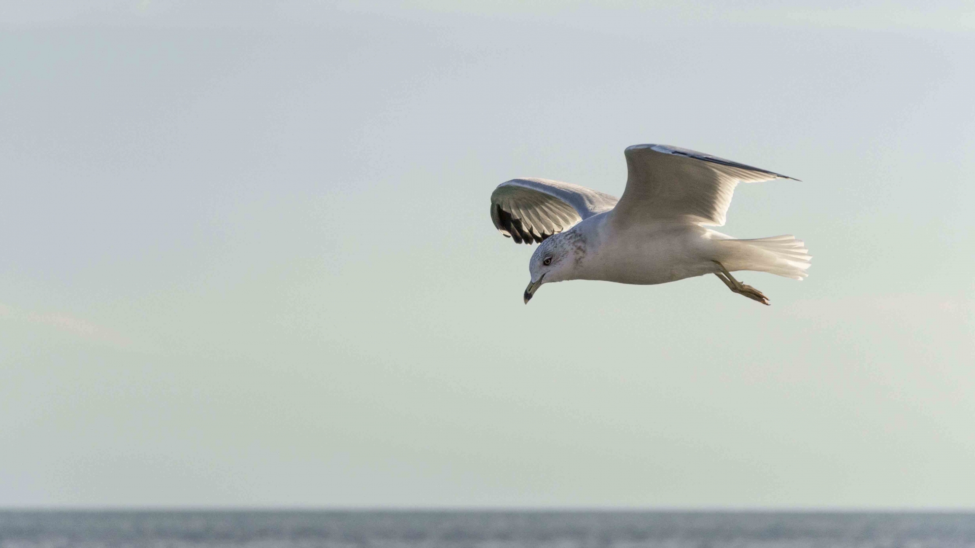 Motion-Freeze-of-a-Seagull