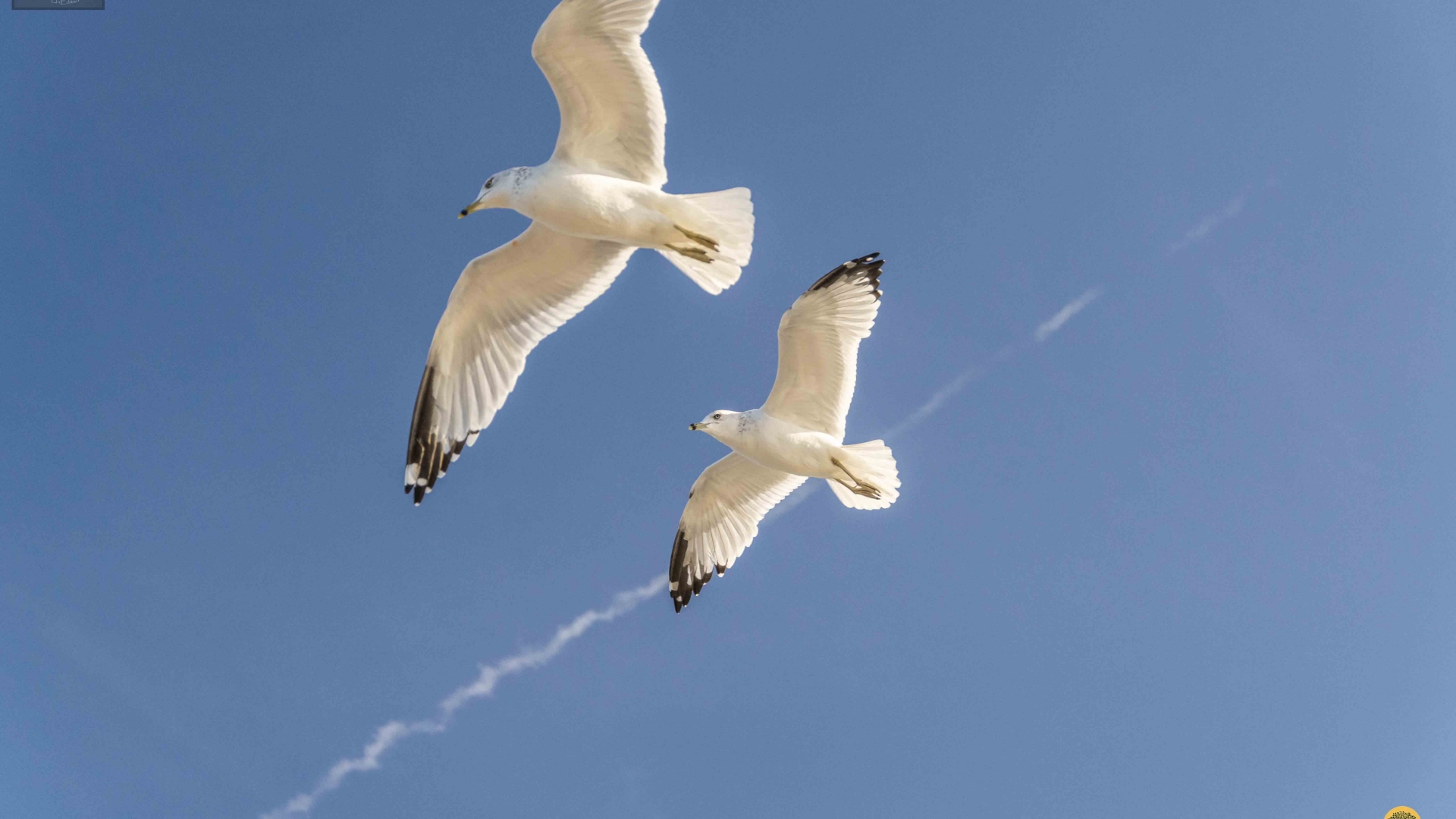 Seagull-of-Centre-Island