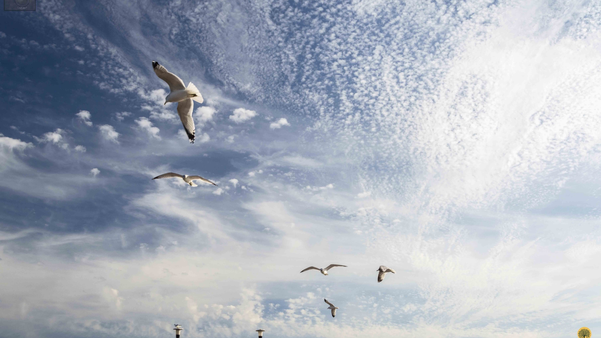 Seagulls-flying-in-the-Sky