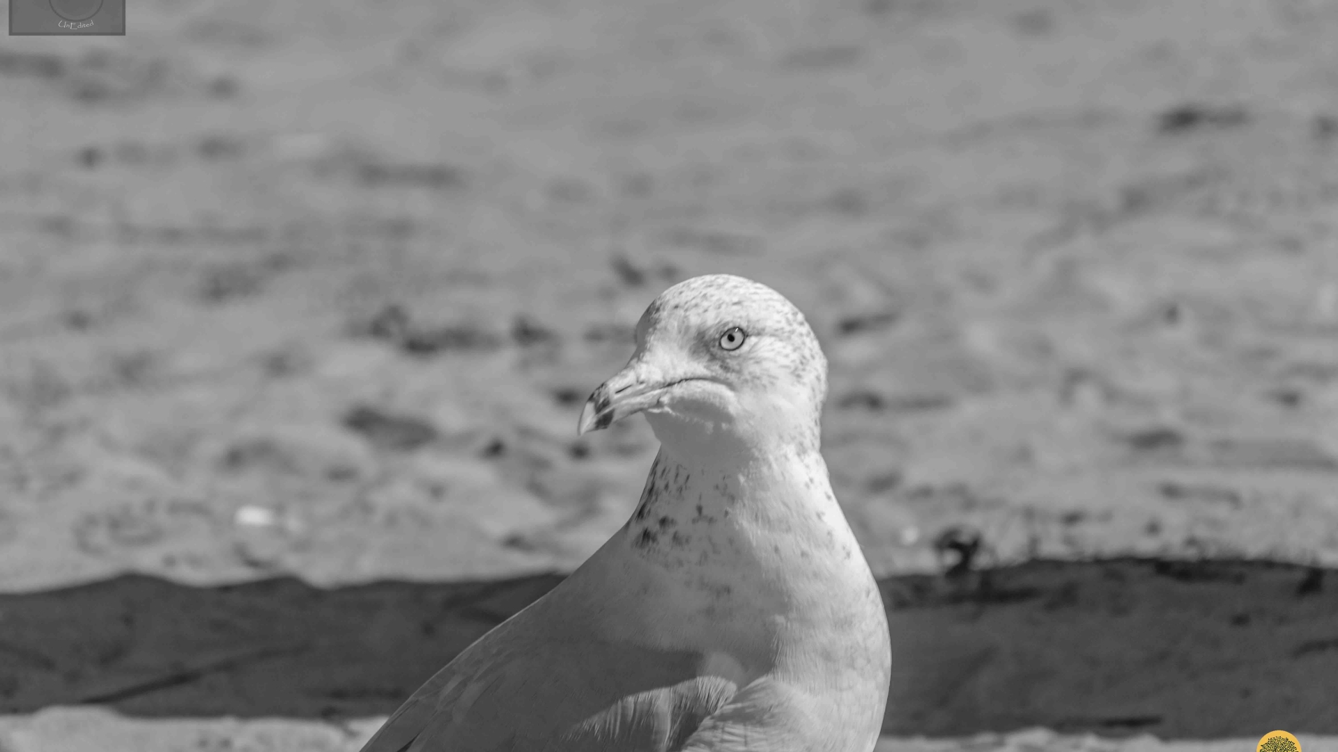 Potrait-of-a-Seagull