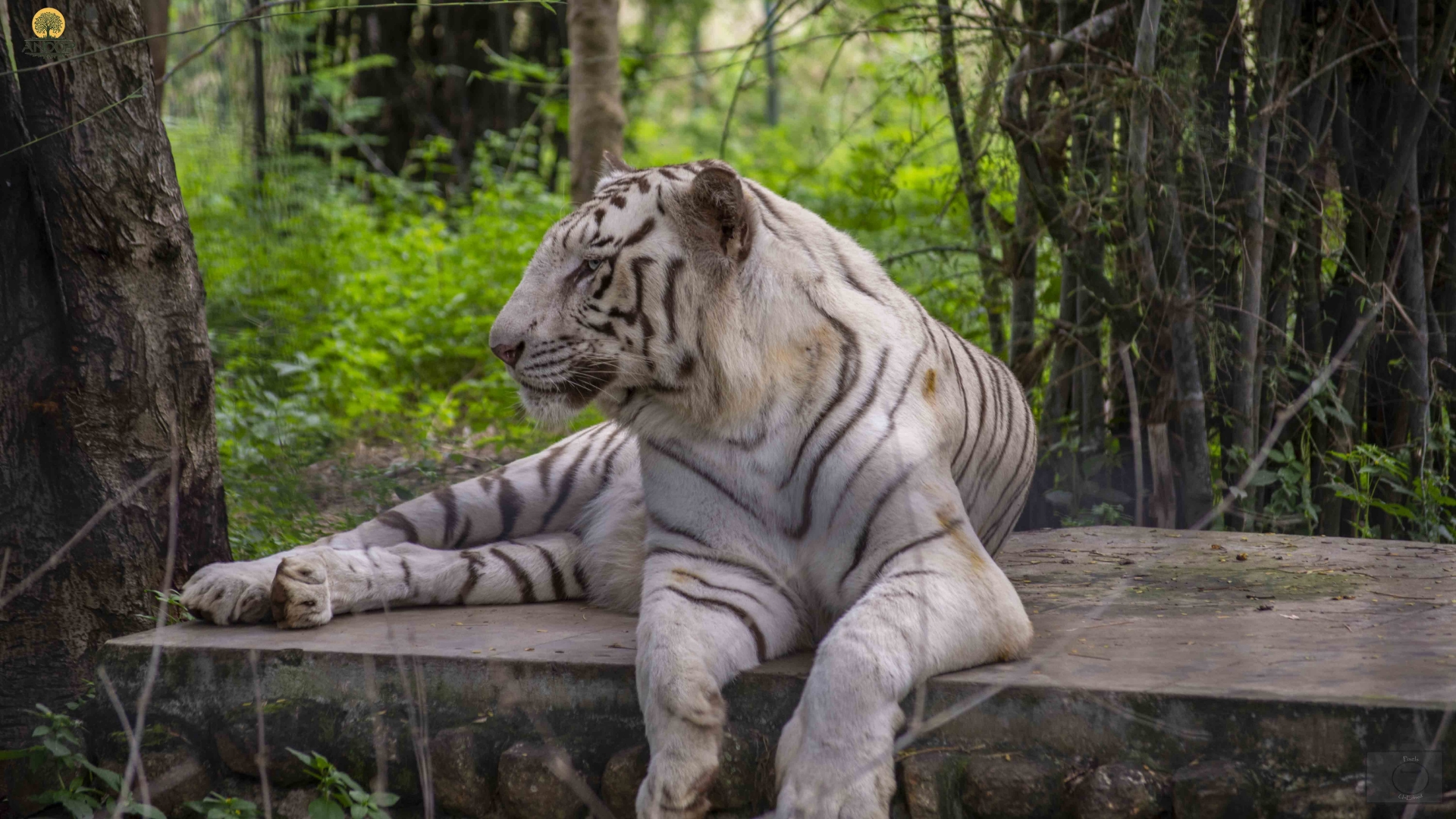 Siberian-White-Tiger