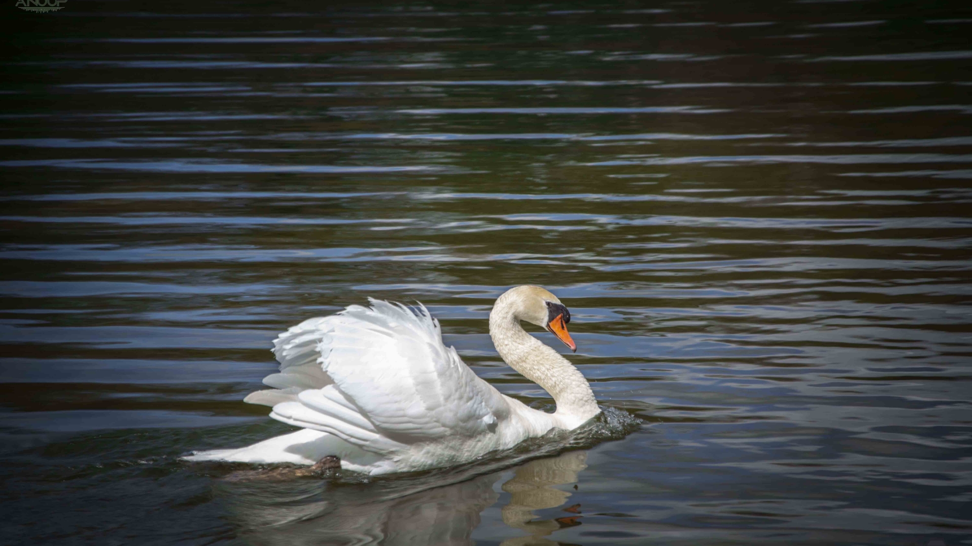 Swan-of-High-Park-Toronto