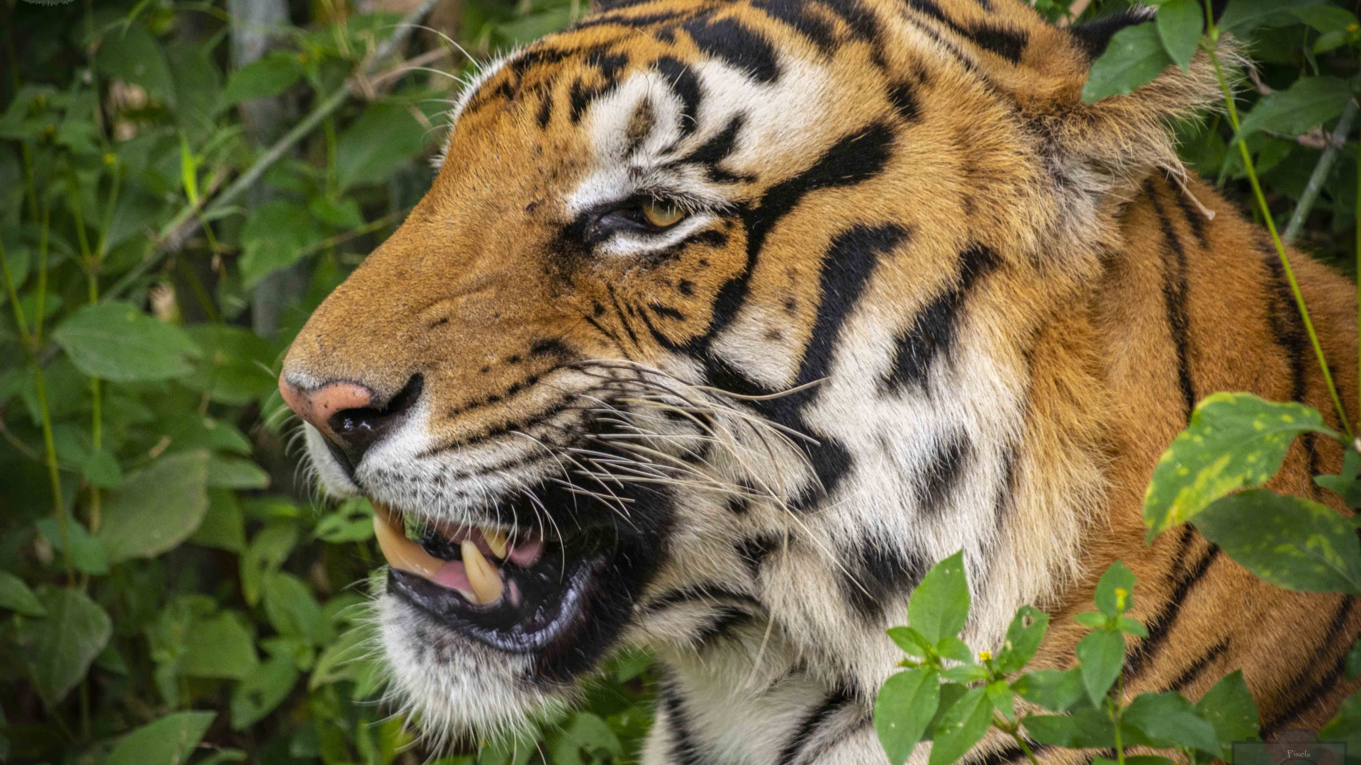 Tiger-Closeup