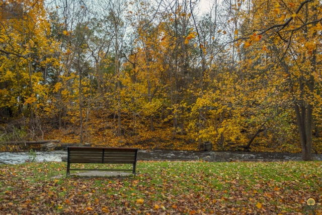 Park-Bench-Overlooking-Water-Stream